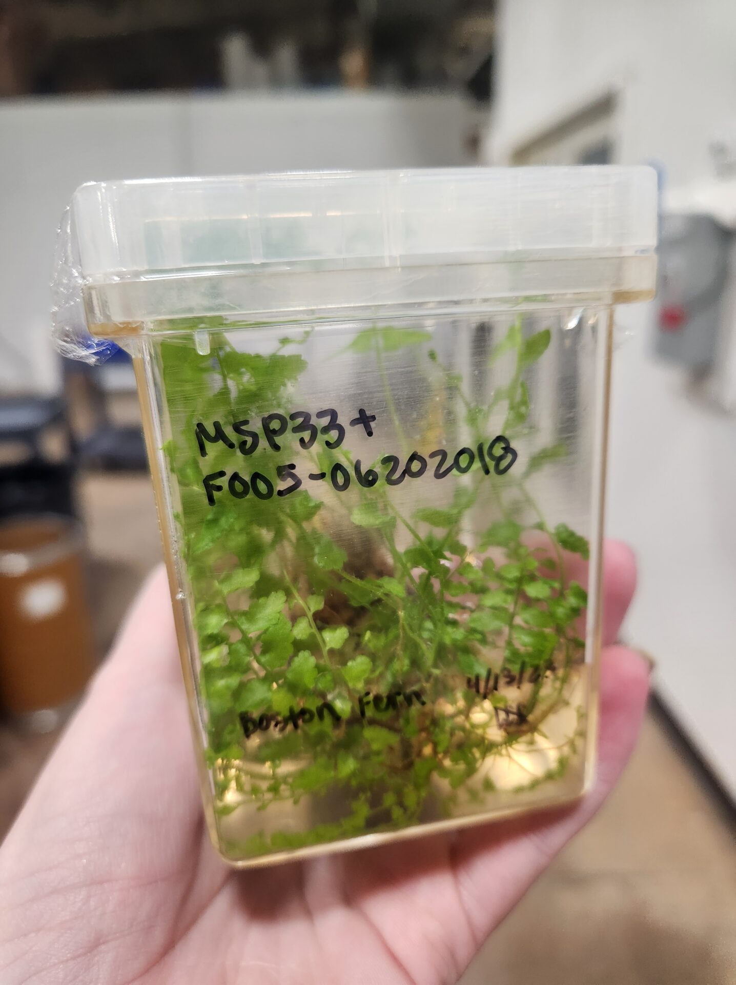 Nephrolepis exaltata grown using MSP33 LOT 06202018+Ferric EDDHA