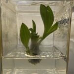 Hosta plantaginea explant shown in vessel exhibiting 5-day growth