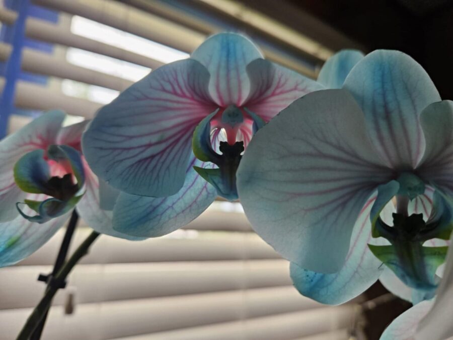 Orchid Media photo of a Moonstone Orchid fed with Caisson Labs product.