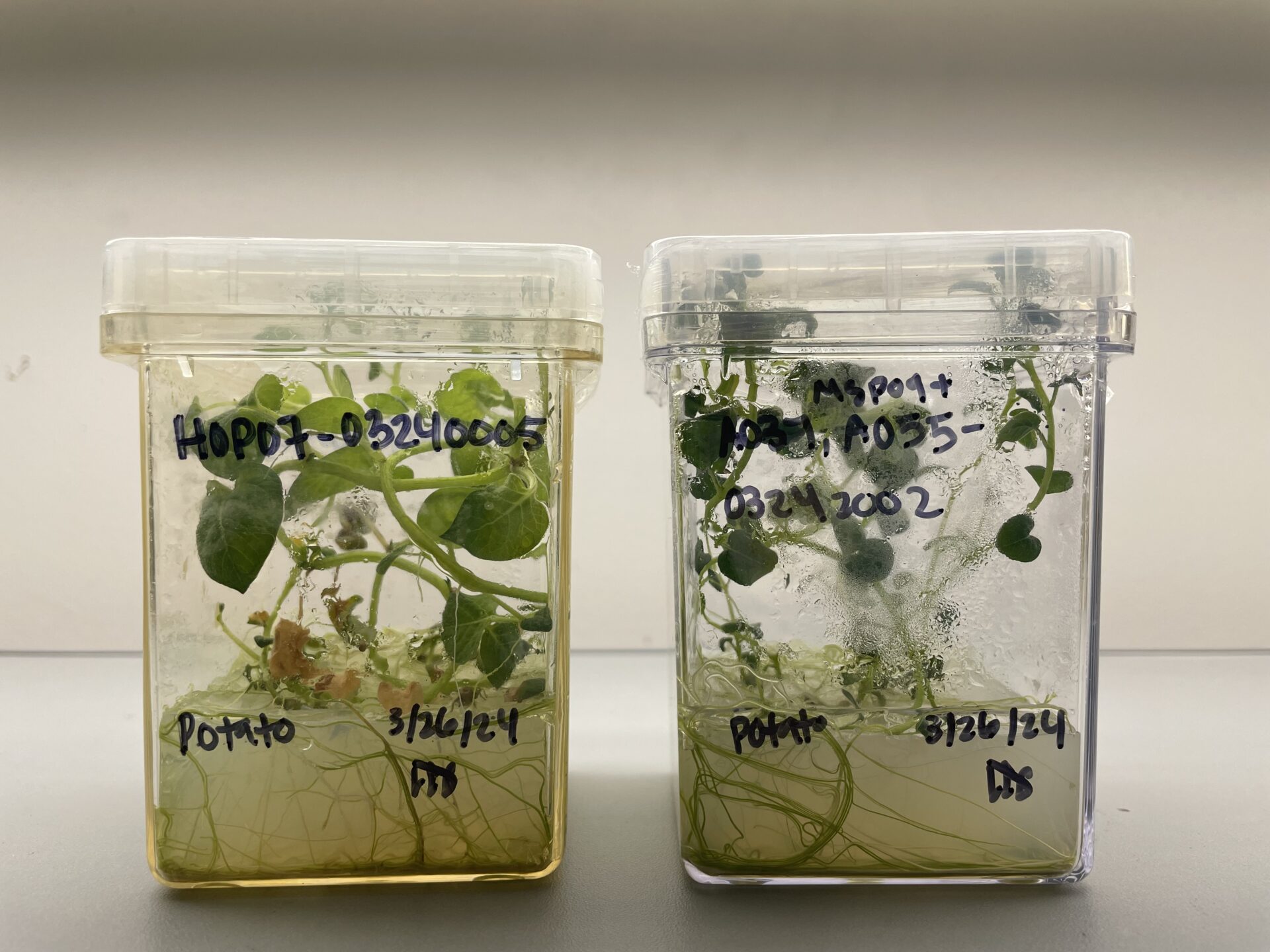 Solanum tuberosum growth comparison between HOP07 and MSP09