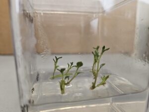 Solanum tuberosum AKA Potato 5 day growth using MSP09 LOT 06240010