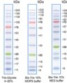 molecular-biology-protein-ladder